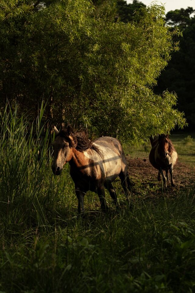 South Herd RounUp Event